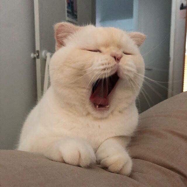 今日猫咪大赏 ​​​