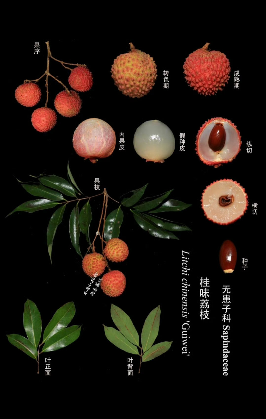 荔枝 · 种类结构图 