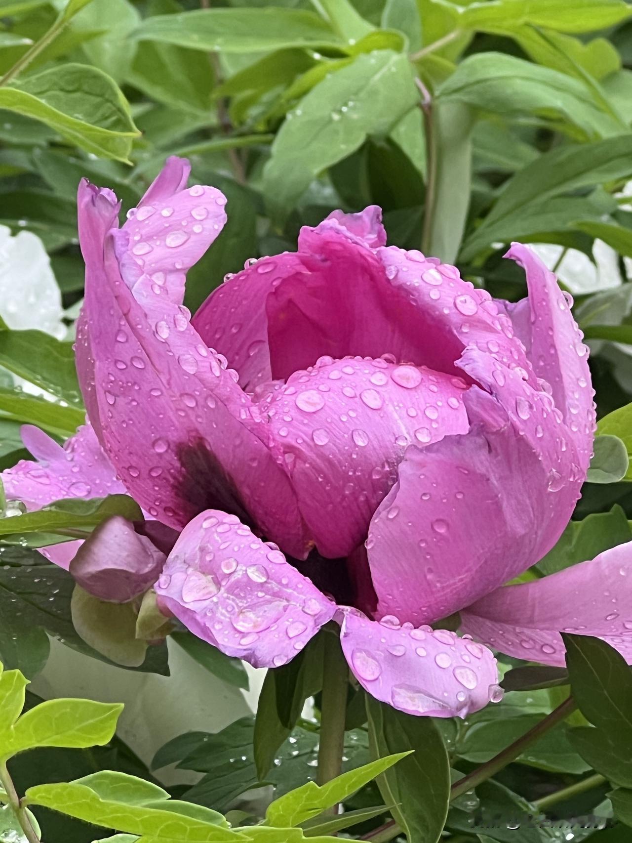 今日是五一假期第一天，一早淅淅沥沥地下着小雨。雨🌧️中牡丹花分外迷人，一如既往