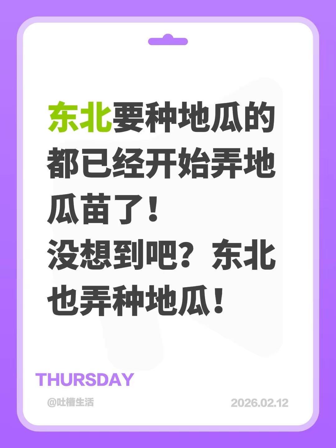 东北要种地瓜的都已经开始弄地瓜苗了！没想到吧？东北也弄种地瓜！红薯种植 红薯苗 
