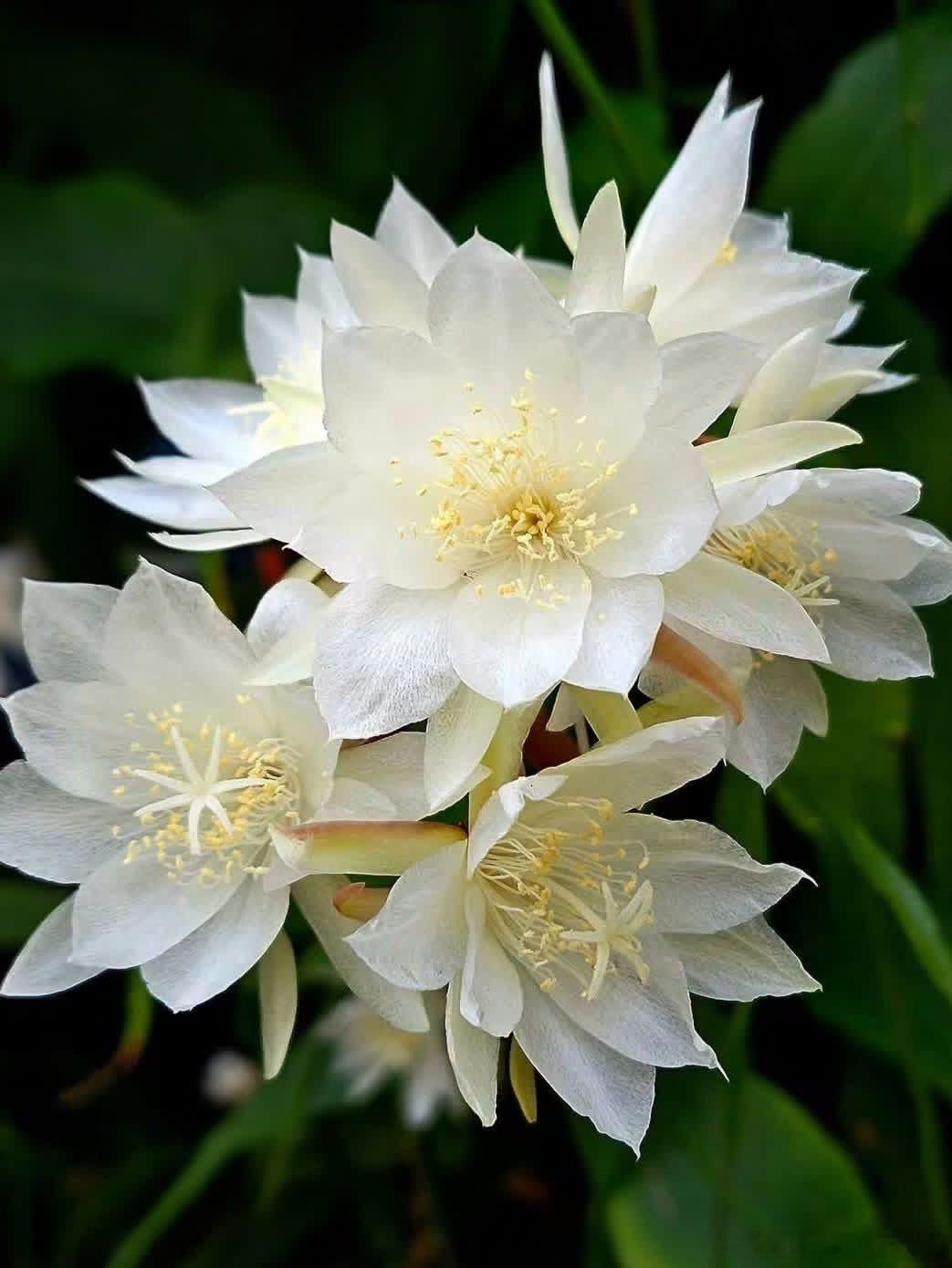 台湾姬昙花 ​​​