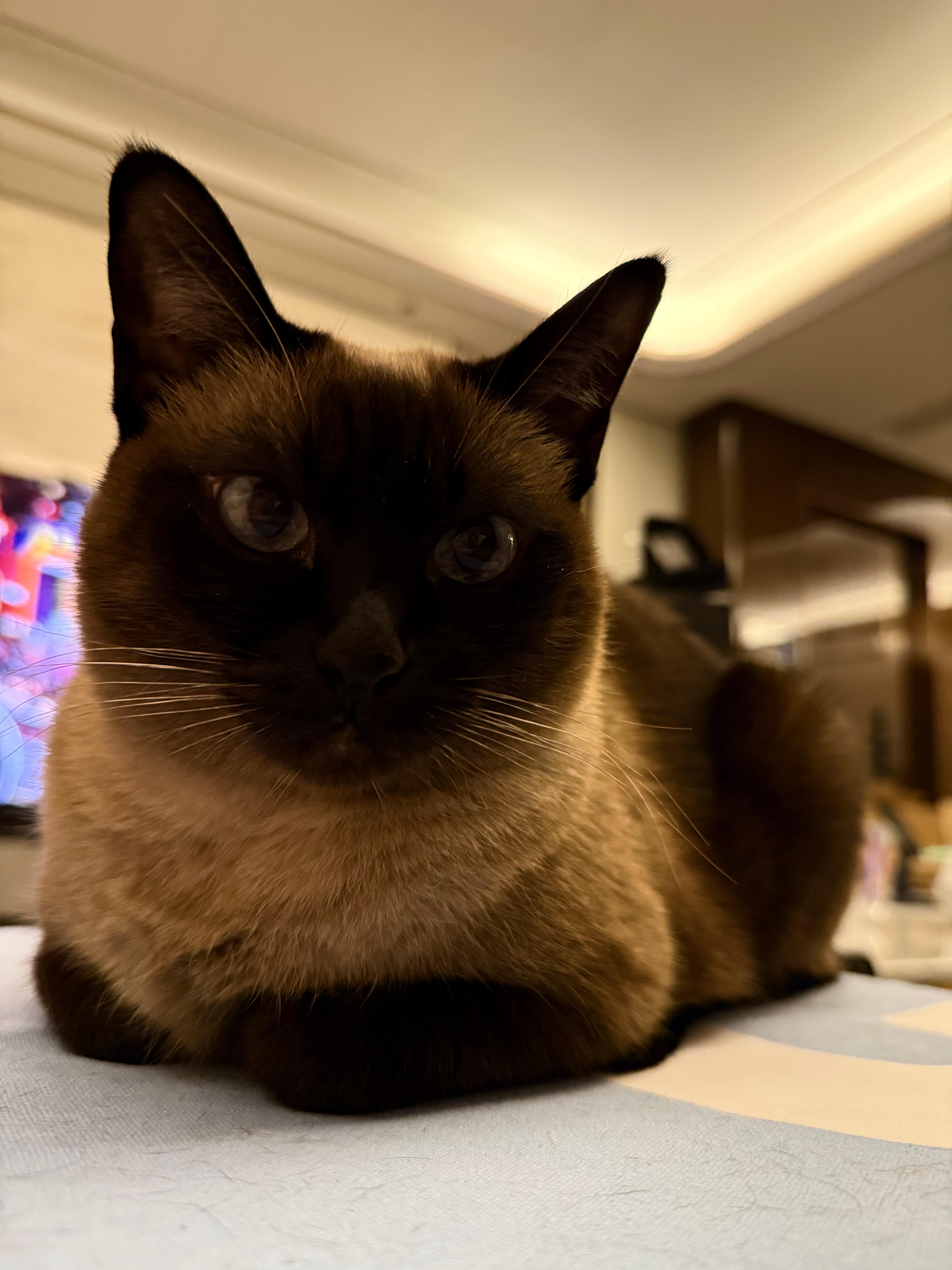 非常美味焦香大面包子 