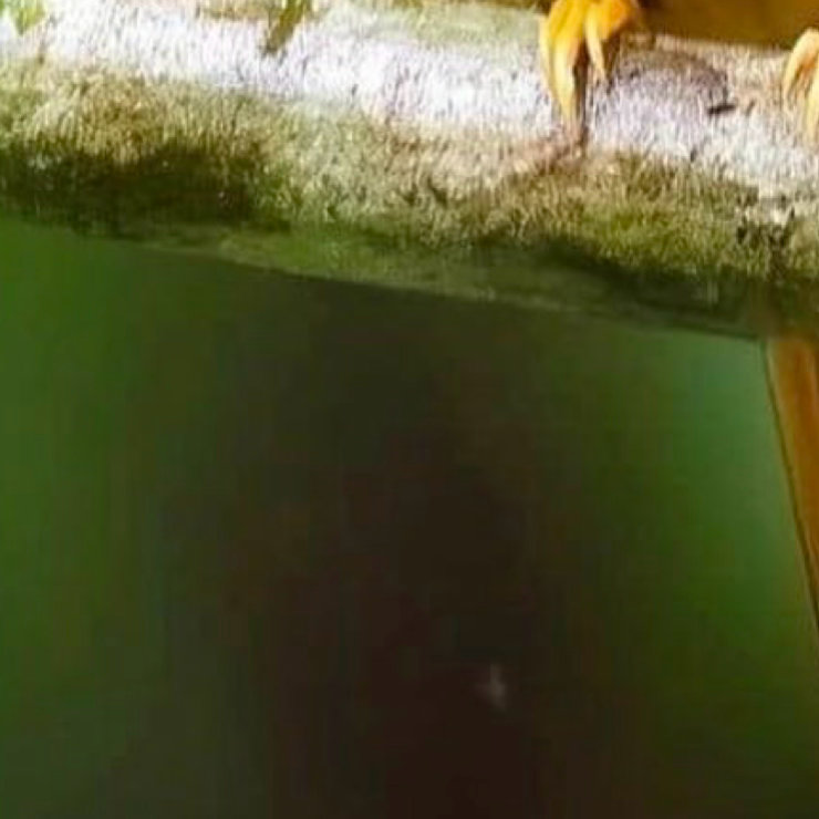 早安🪽晨光漫过盛夏，中伏末伏气绵长，静待立秋凉风至，愿你日日清净安康！早安心语