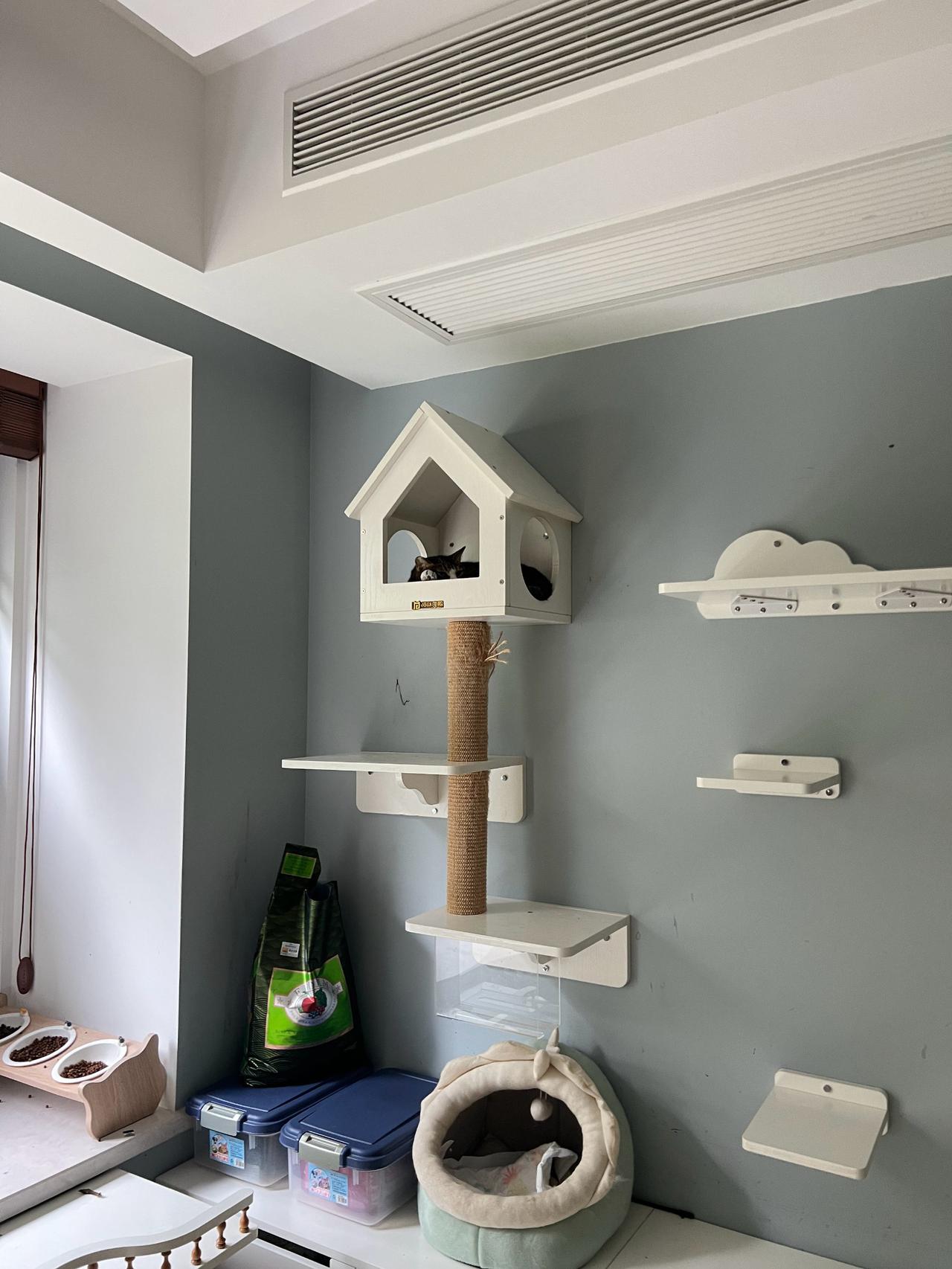 尿床惯犯独自蹲在墙猫屋里，不知道在反省还是琢磨下次作案计划🤔
