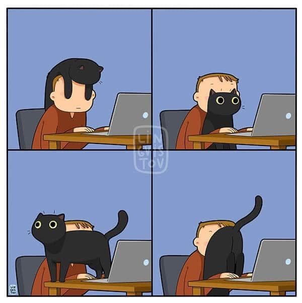在工作时你的猫belike： 