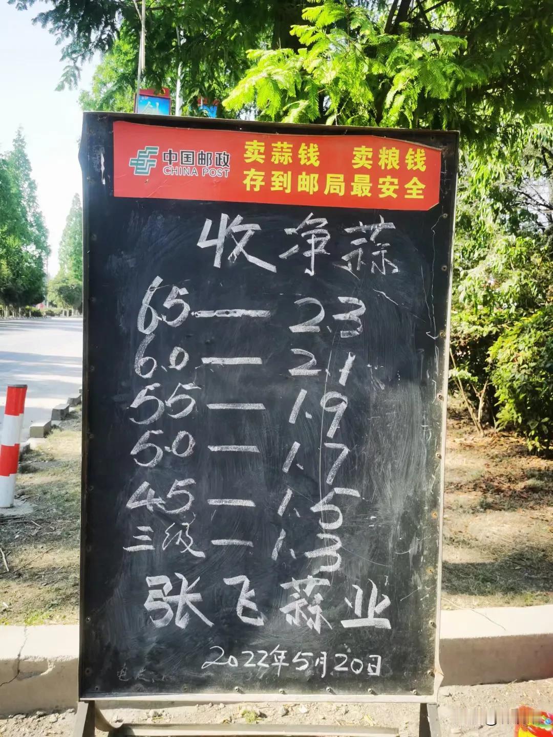 江苏邳州，全国大蒜主产地，今年大蒜价格比前几年要好的多，价格高，蒜农积极性大涨，