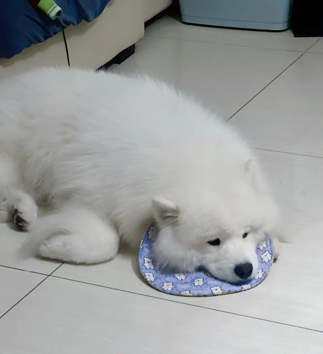 小时候说，长大后要养狗的愿望实现了吗？