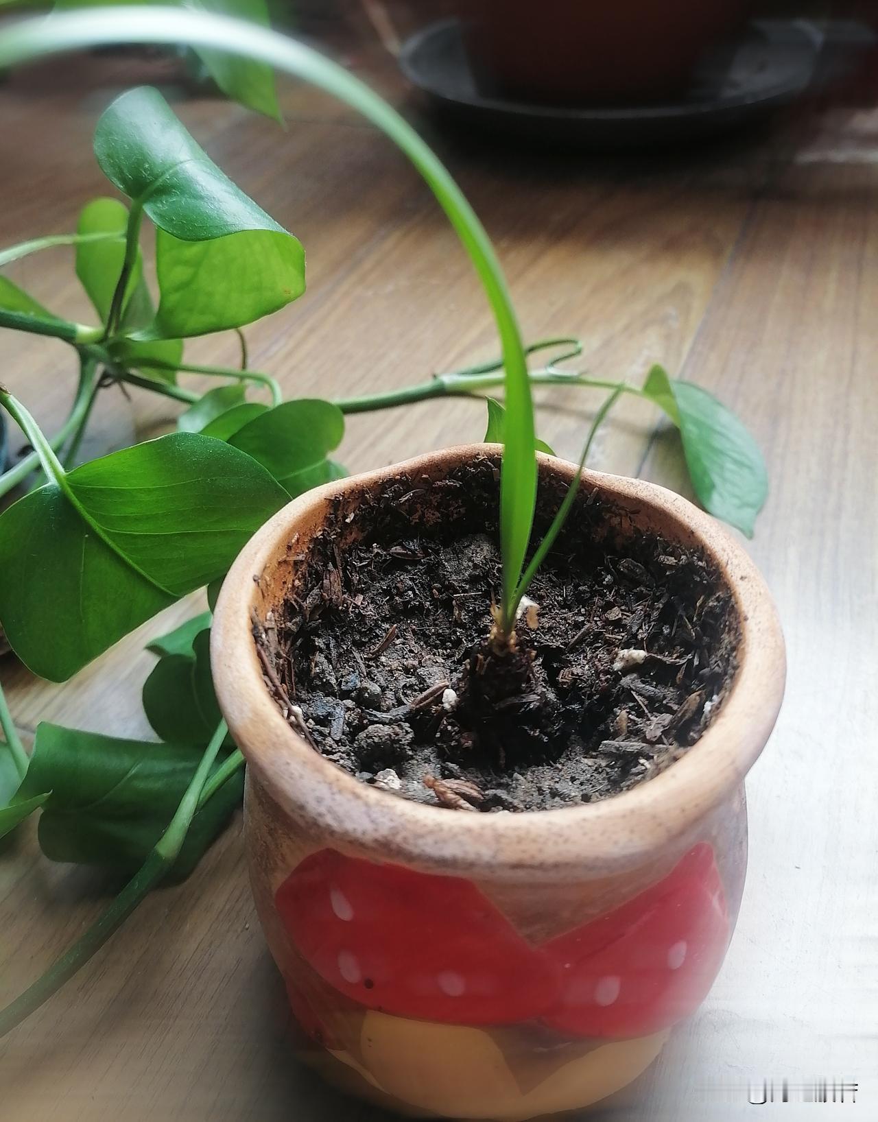 今天是周日，也是处暑节气，一夜无梦，一睁眼，我已经看见北京的清晨了。

天气渐渐