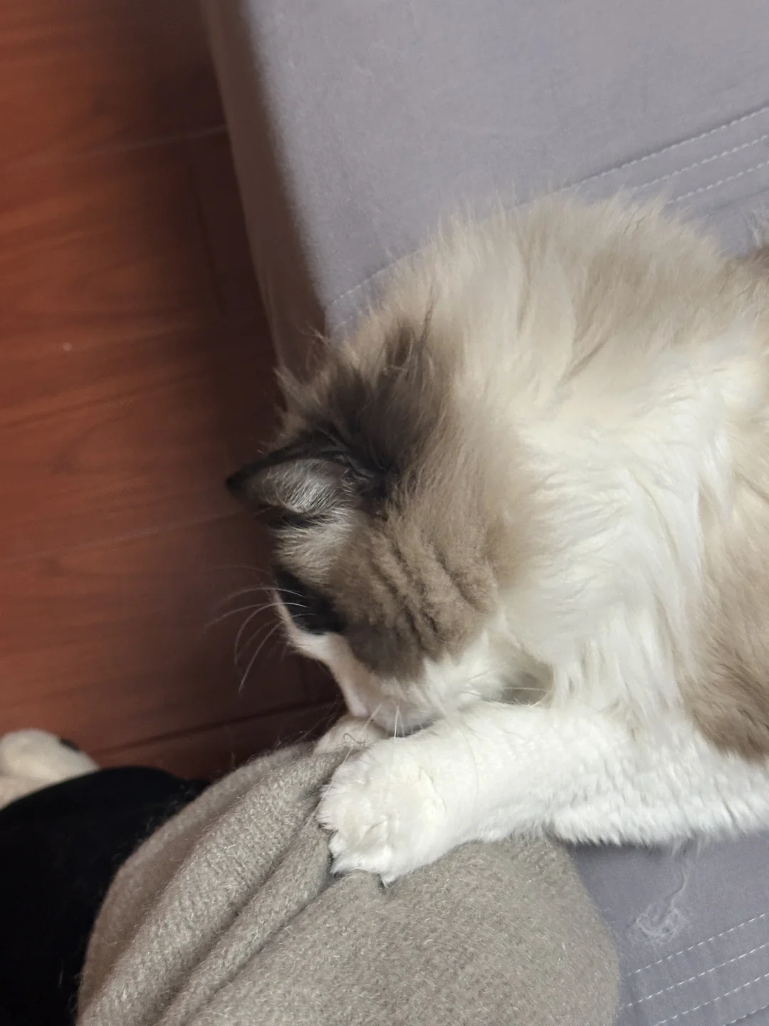 小猫黏人日常