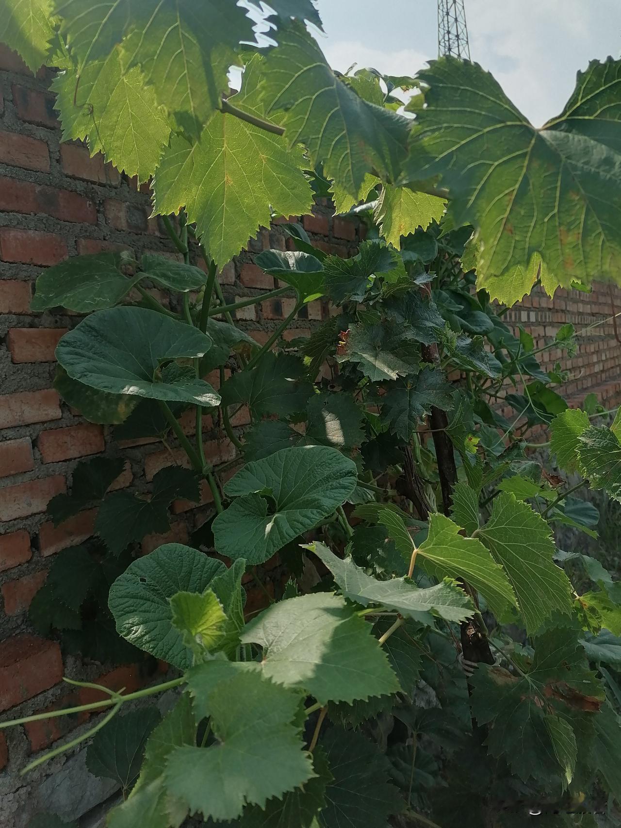 工作就像打仗，需要攻下一座座山头，然后就是惬意地喝茶，中场休息一会儿。

上网给