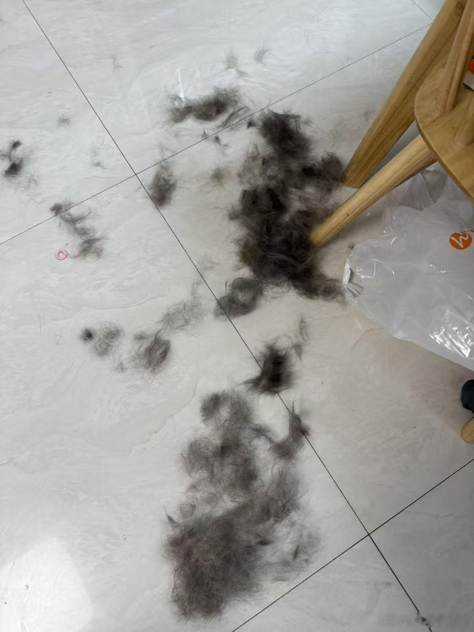 潇潇家的猫，掉毛不是一般厉害 