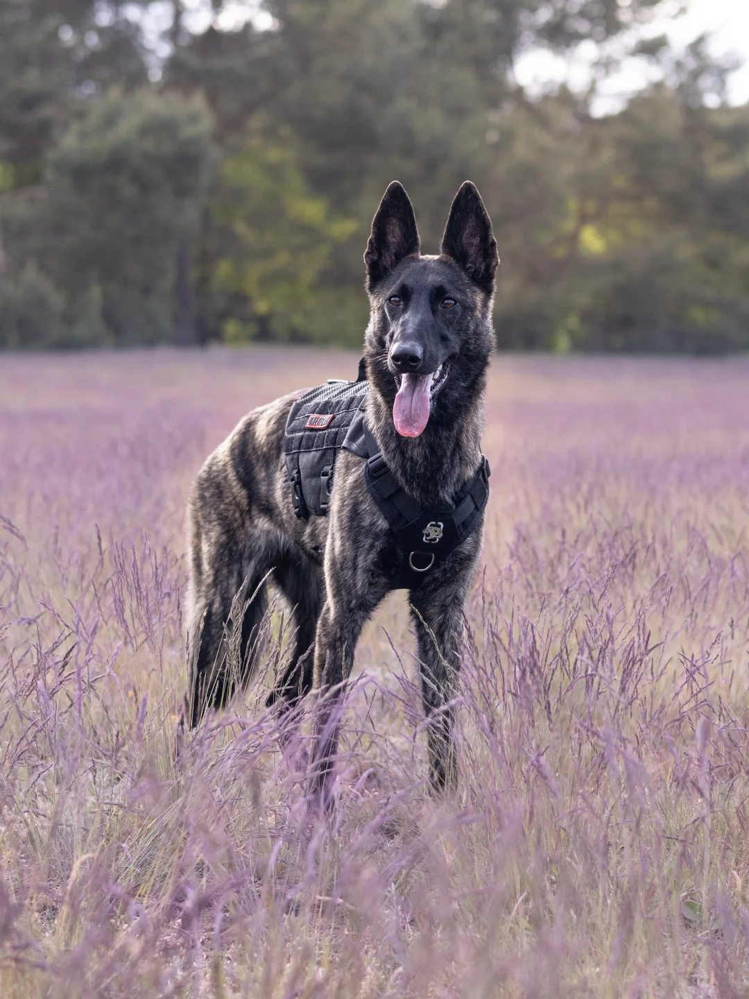 旷野猛犬战术装备就位