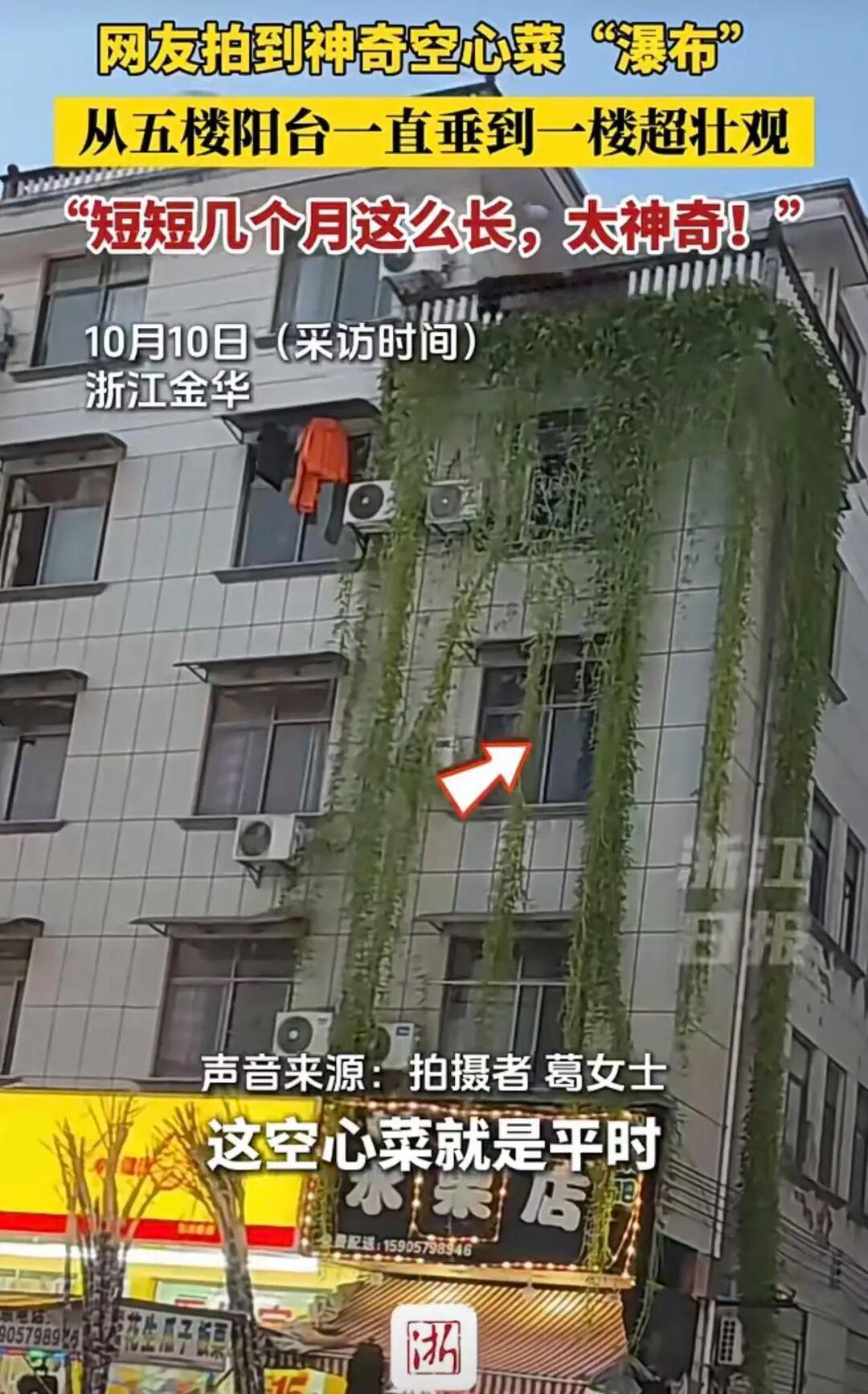 浙江一居民楼出现空心菜「瀑布」，空心菜怎么能长这么长？会不会有什么安全隐患？
近