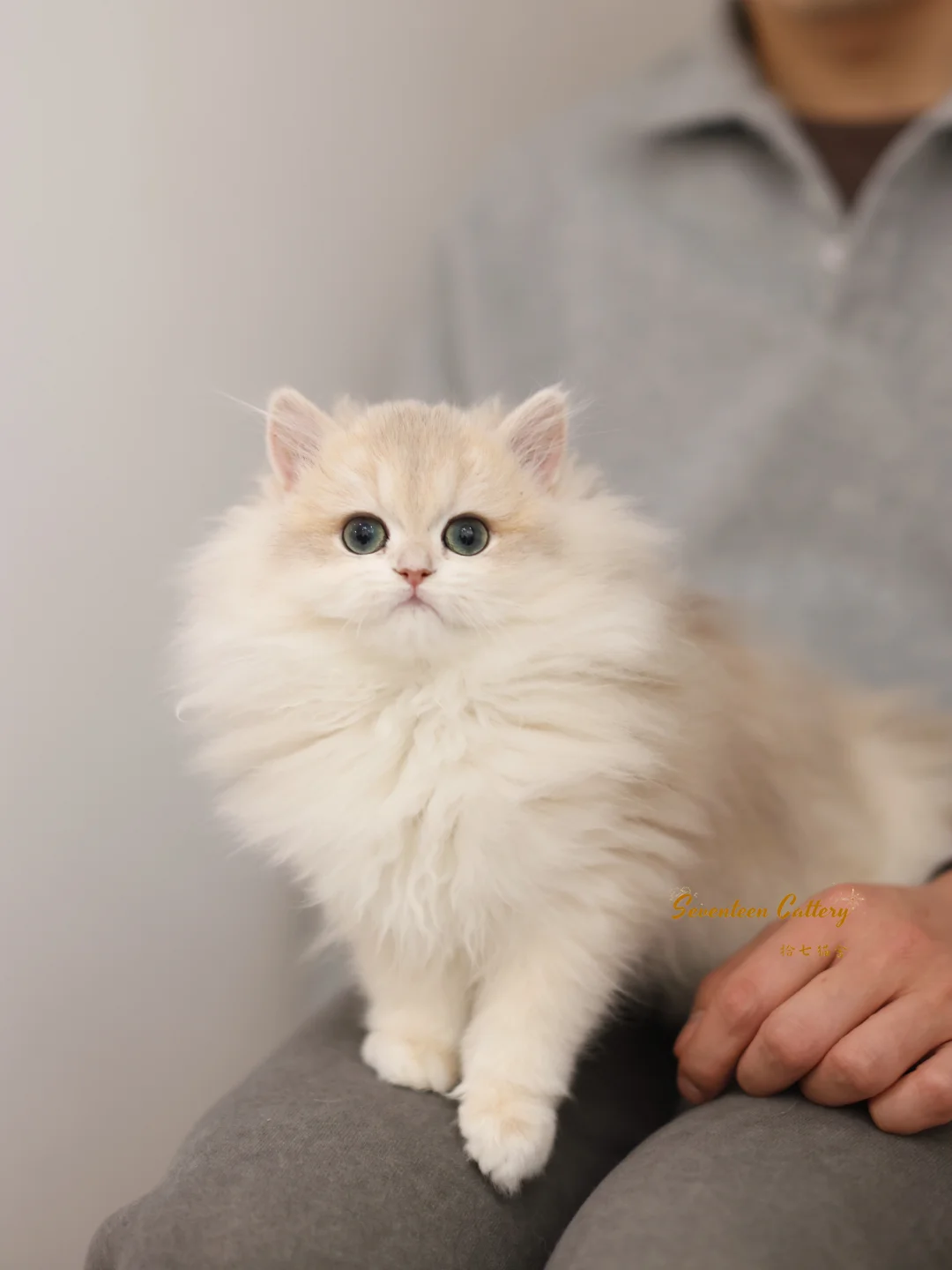 小咪不懂但小咪傲娇｜蓝金长毛✨