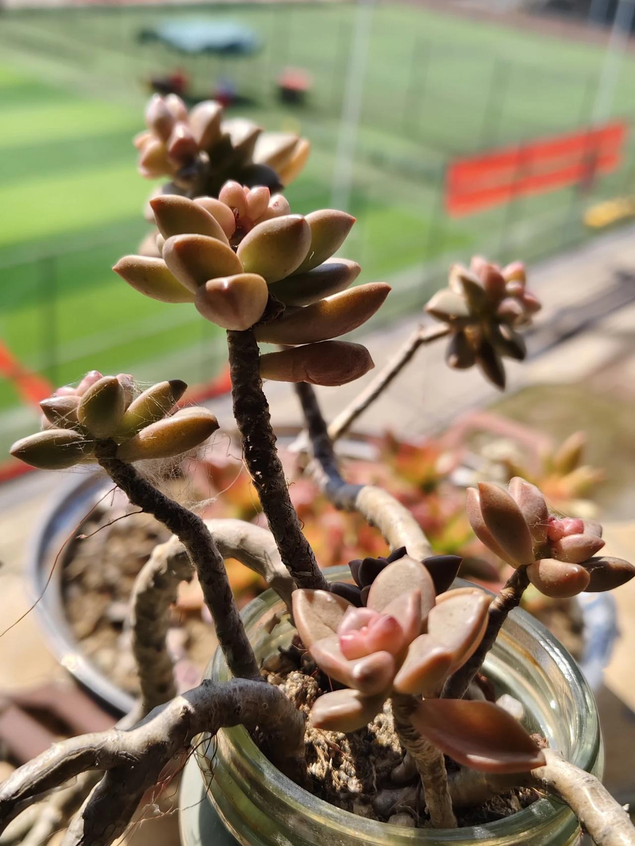 秋天阳光下的多肉，是大自然的恩赐，是窗台上美丽的图画。#冬天多肉打卡季# #晒一