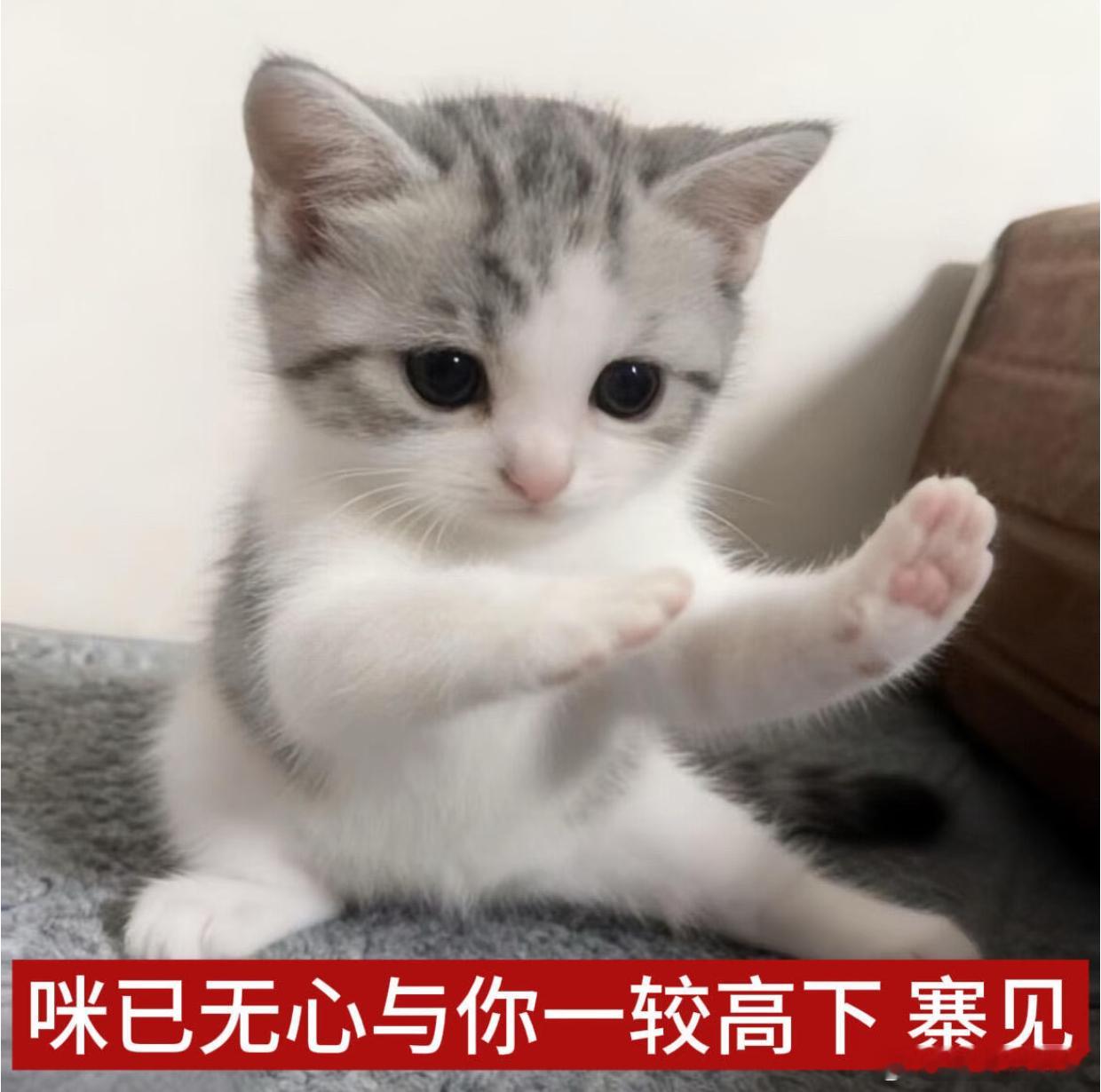 拥有俺的抖音你就会每天定时定点收获一只可爱小猫，虽然是别人家的ᯠ_  ̫ _ᯄ 