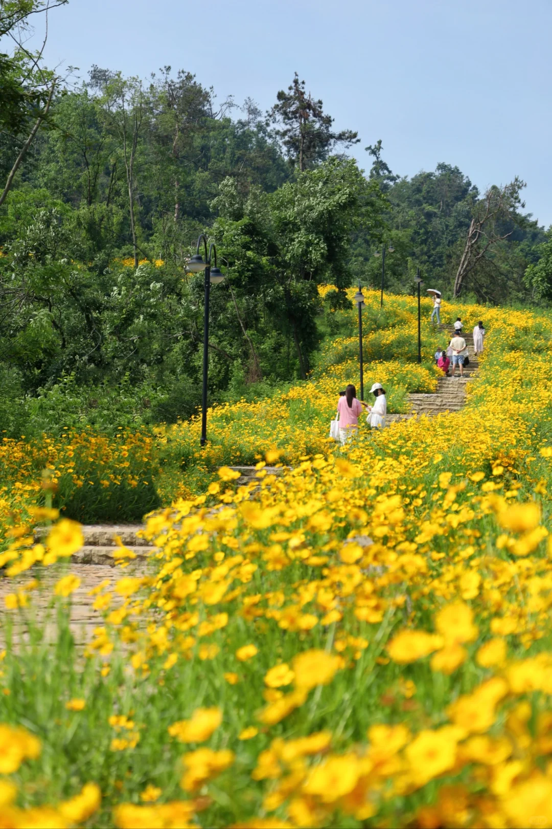 武汉初夏最治愈的徒步路线❗️一路生花