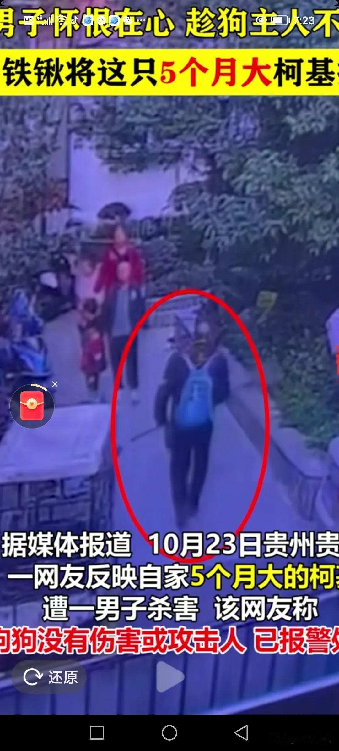 一只五个多月大的柯基犬跳到女孩子的肩膀上，虽未咬她，却也把她吓得哇哇大哭。爸爸见
