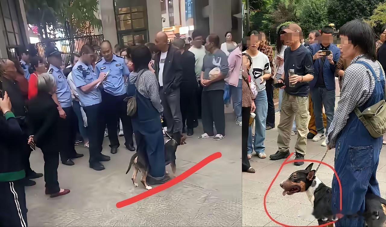 四川仁寿咬人的狗主人一点儿都不怕，面无表情，没有愧疚。其实这是正常的！
那条狗冲