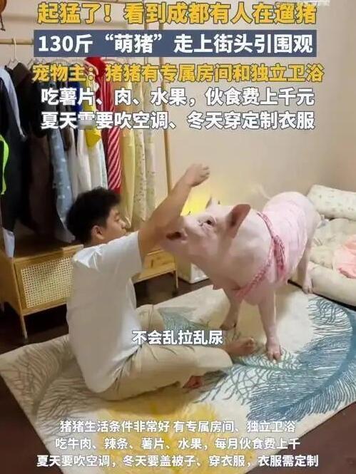 这事儿挺有意思——成都街头最近有对情侣溜一只130斤的宠物猪，叫“猪蹄花”。猪还