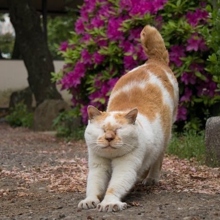 翘臀猫！！Twi：hirograph30 