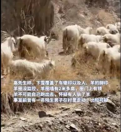 网红小亮雪夜丢羊40只，这3个巧合太可疑了


1.正好小亮去城里办事，不在家里