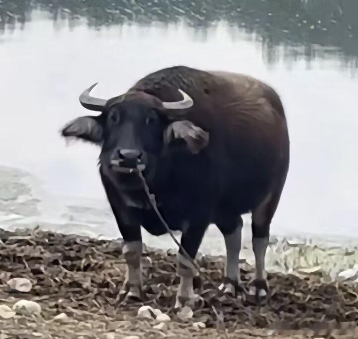 2097哞哞哞，哞哞哞哞哞，哞哞哞哞哞，哞哞哞哞哞，哞哞哞哞哞，哞哞哞哞哞，哞哞