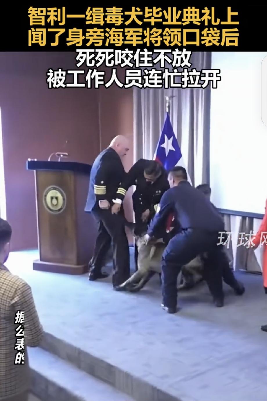 智利一缉毒犬咬住海军将领裤子不放 智利这场缉毒犬毕业典礼可太有戏剧性了！一只比利