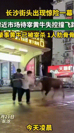 长沙凌晨突发离谱一幕！待宰黄牛连夜“出逃”闯大街
 6月21日凌晨，长沙上演了一