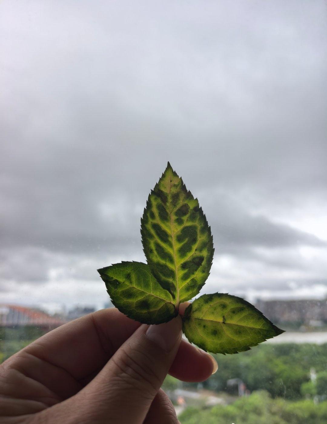 每一片飘落的叶子，都承载着一段褪色的时光，人生如四季更迭，我们总是在夏日的炽热里