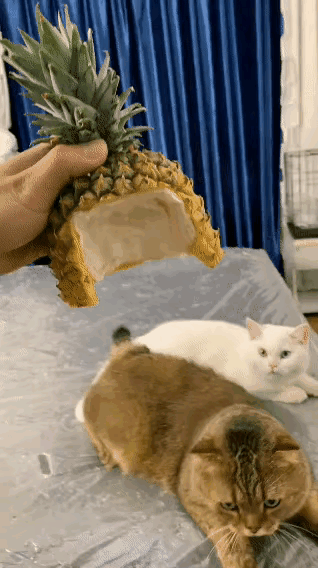 当喵咪戴上菠萝帽，不知道该怎么形容了，反正真tm好看。搞得我都想整一个[震惊]