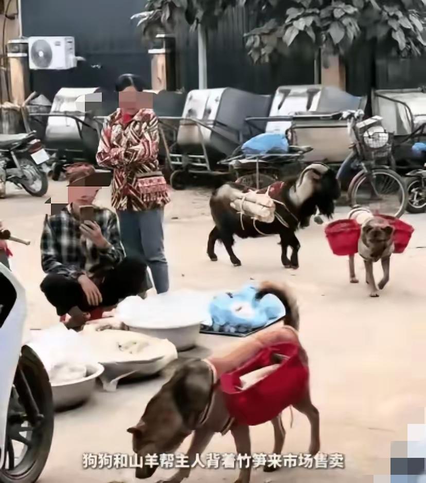 太让人破防了！四川山区这名小女孩，清晨挖笋赶集的一幕，看哭无数人。
 
年仅10