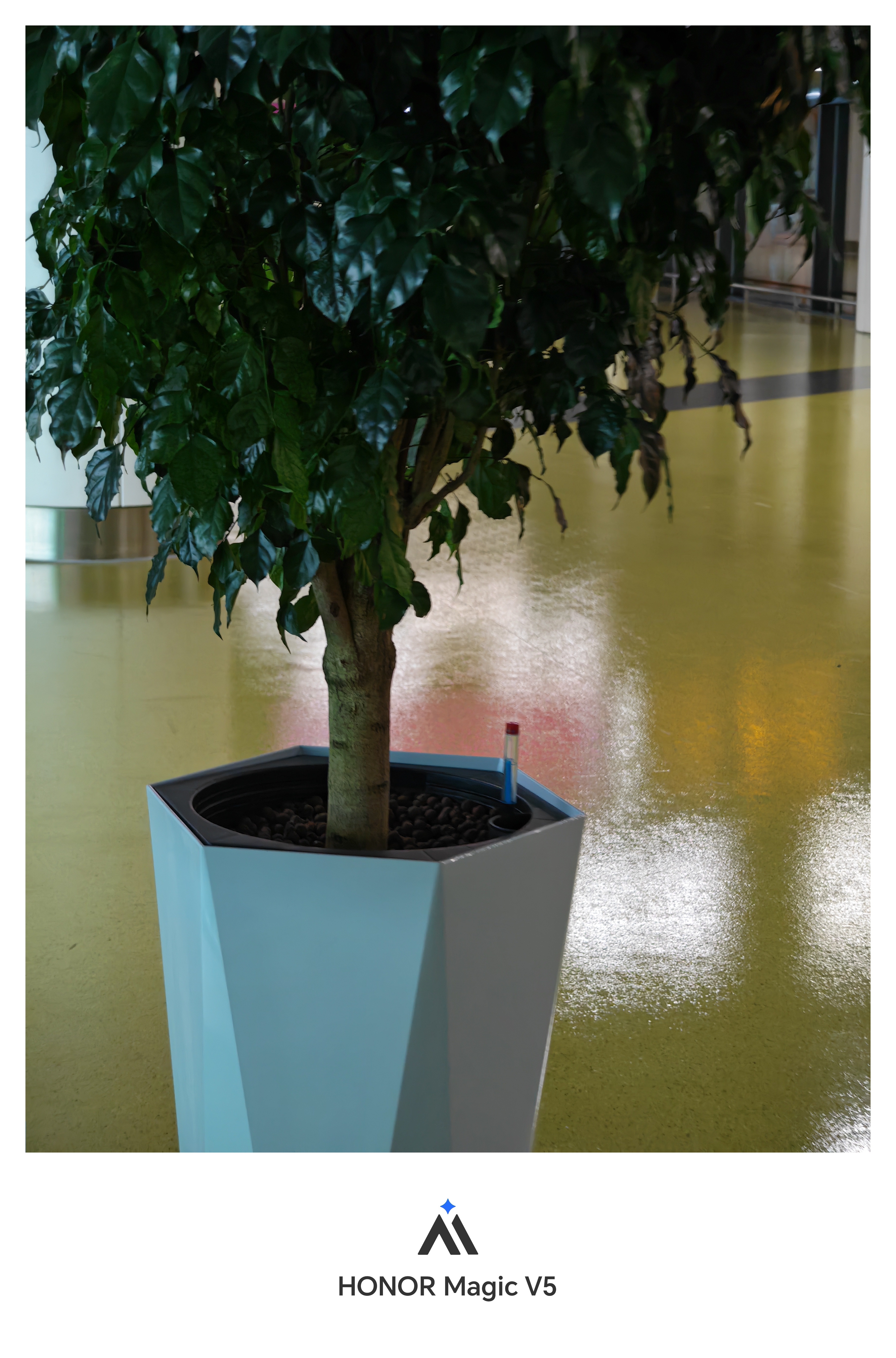 你说奇怪不奇怪，连小树苗都要打针了(╥_╥)💉 