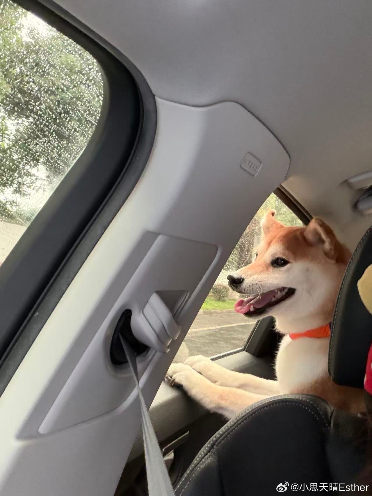 你狗我的了 