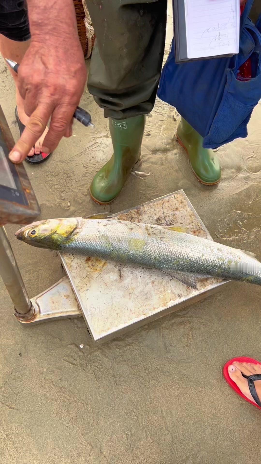 不用再担心买到不新鲜的海鱼，和渔民讨价还价的时候也很有趣，感觉每一分钱都花在刀刃