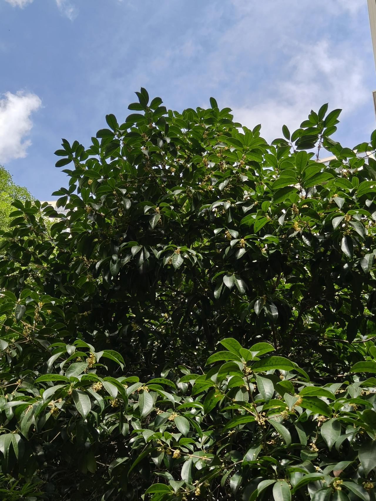 秋日午间随手拍桂花🌸树🌲

实景图拍摄分享！

风中还有些许桂花∠※香味～[