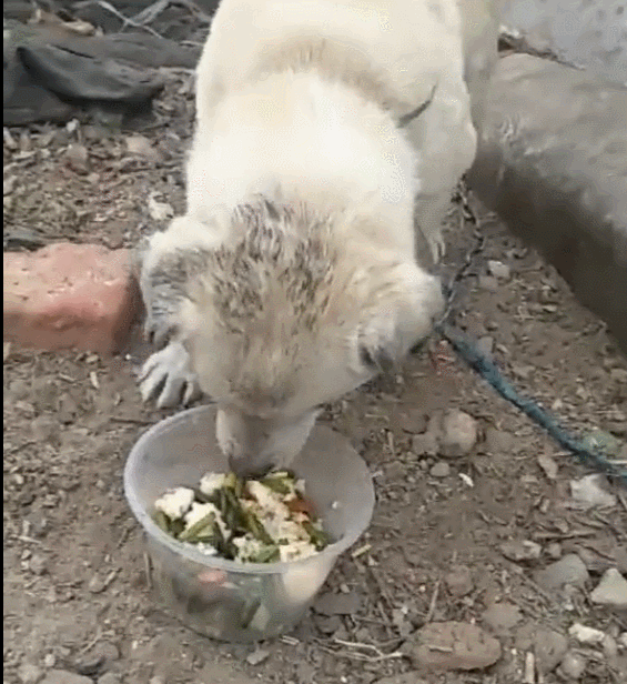 晚饭时，我把菜盘子里的剩鸡腿挑了出来，其他的剩菜汤就倒进了垃圾桶。我正在刷碗时，