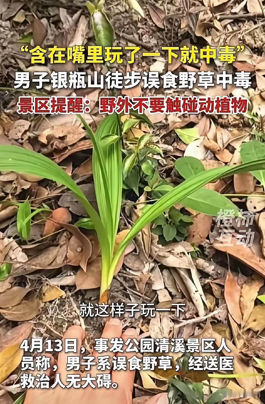 野外爬山别逮啥都往嘴里塞，小心中毒。
​一男子野外爬山玩，见路边有不明植物，于是