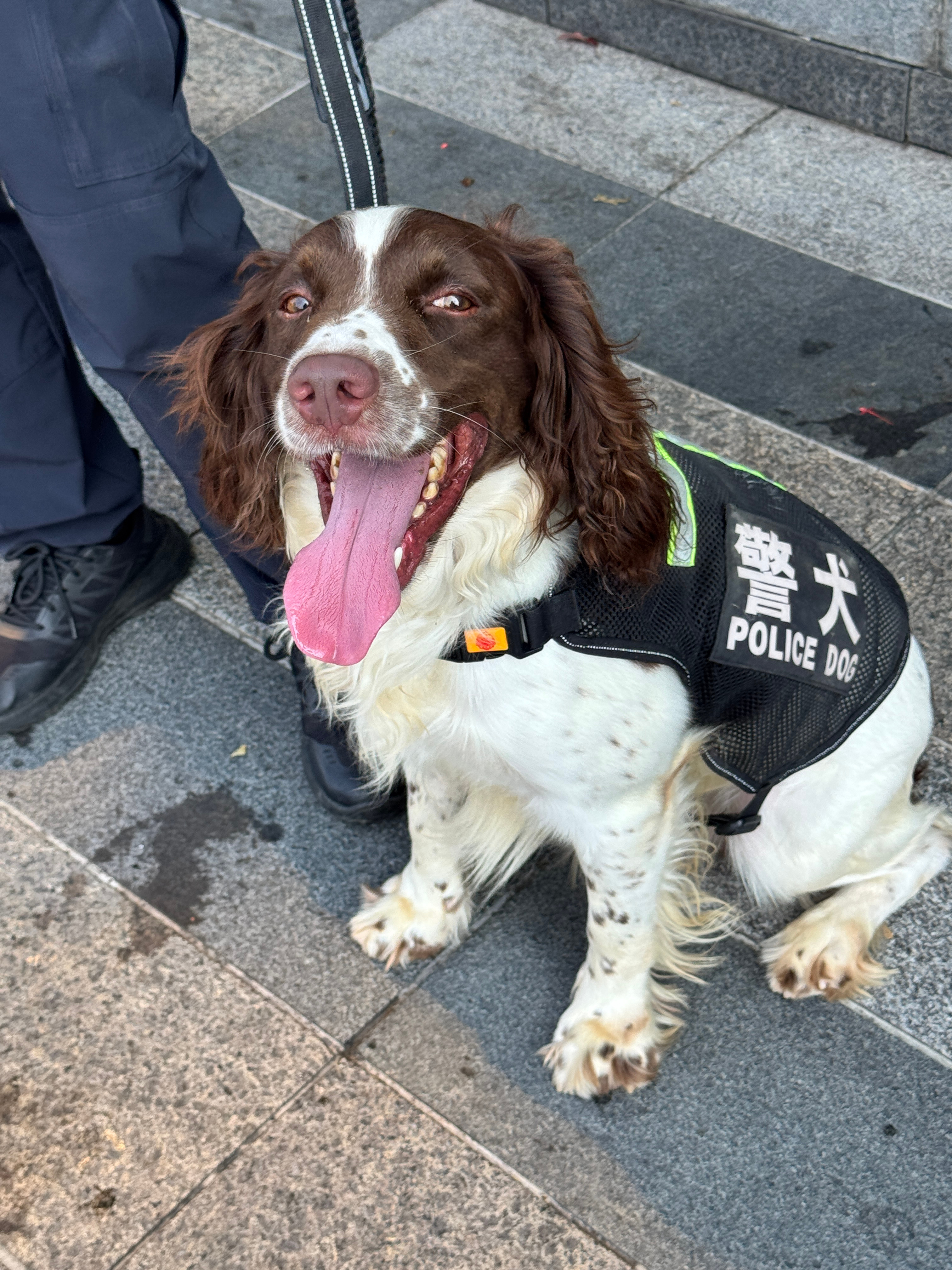 警犬长得这么萌！ 