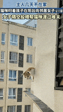 重庆一猫咪主人离家未留粮，叼幼崽向邻居求助获投喂
 
4月11日，重庆一位女子周