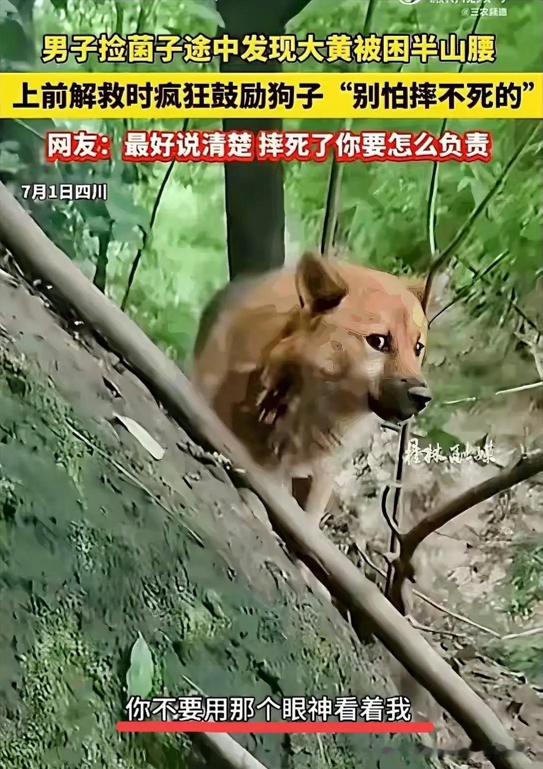四川一名男子进山采菌子，连续三天在同一段陡峭山腰上撞见同一只被困的黄狗。眼看着狗