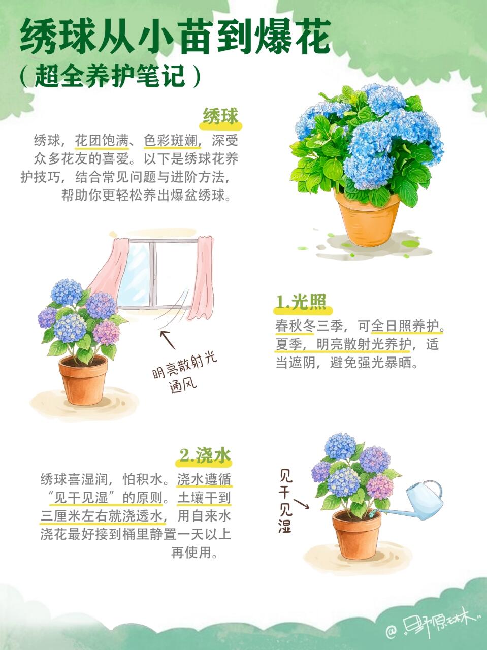 绣球从小苗到爆花养护知识分享