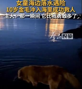 女子带狗海边游玩遇女童落水，近11岁金毛冲进海里救人，主人：平日里胆小又怕水。