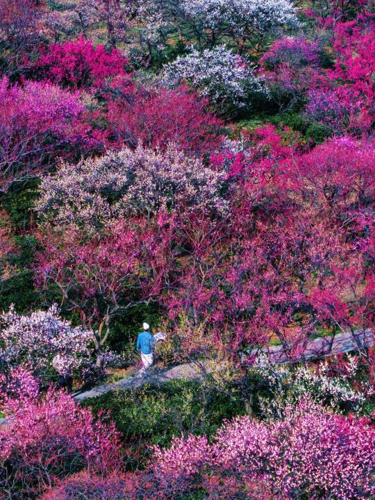 去了10次明孝陵，总结出不费体力赏梅路线🌸