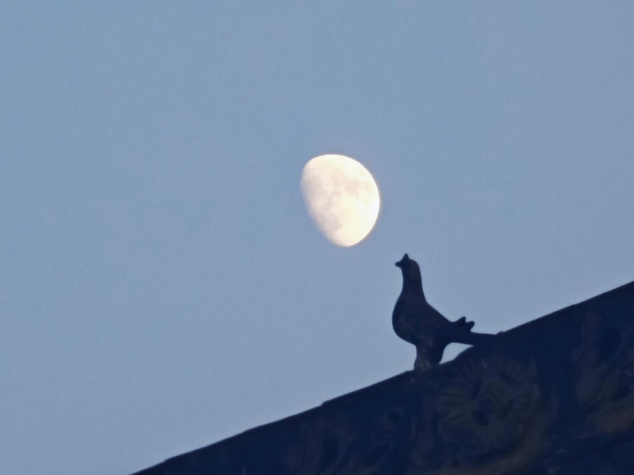 #月亮🌙 #自然之美