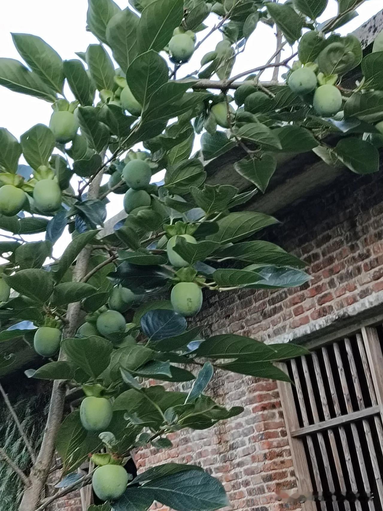 其实一点也不奇怪，因为这棵柿子树我把鸡鸭都圈养在里面，那鸡鸭屙的屎尿都快有一层了