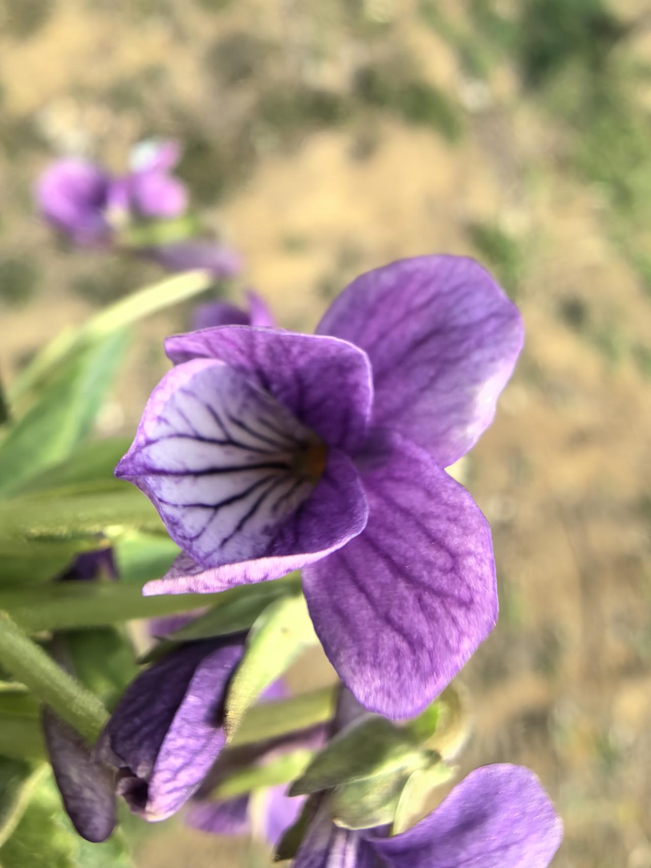 喜欢紫色，因为紫色代表高贵、神秘与灵性。在东西方文化中，它曾是皇室与贵族的专属色