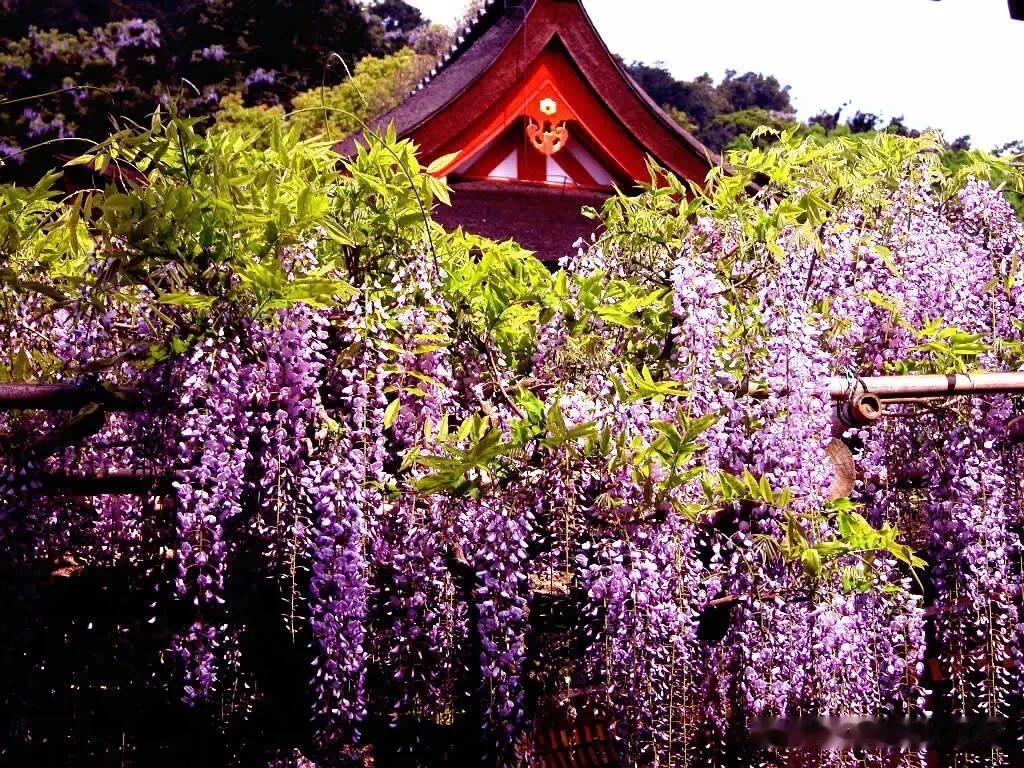 紫藤
独居无援难立身，
倚栏骑木可腾云。
一串紫铃百花笑，
万两黄金一克春。