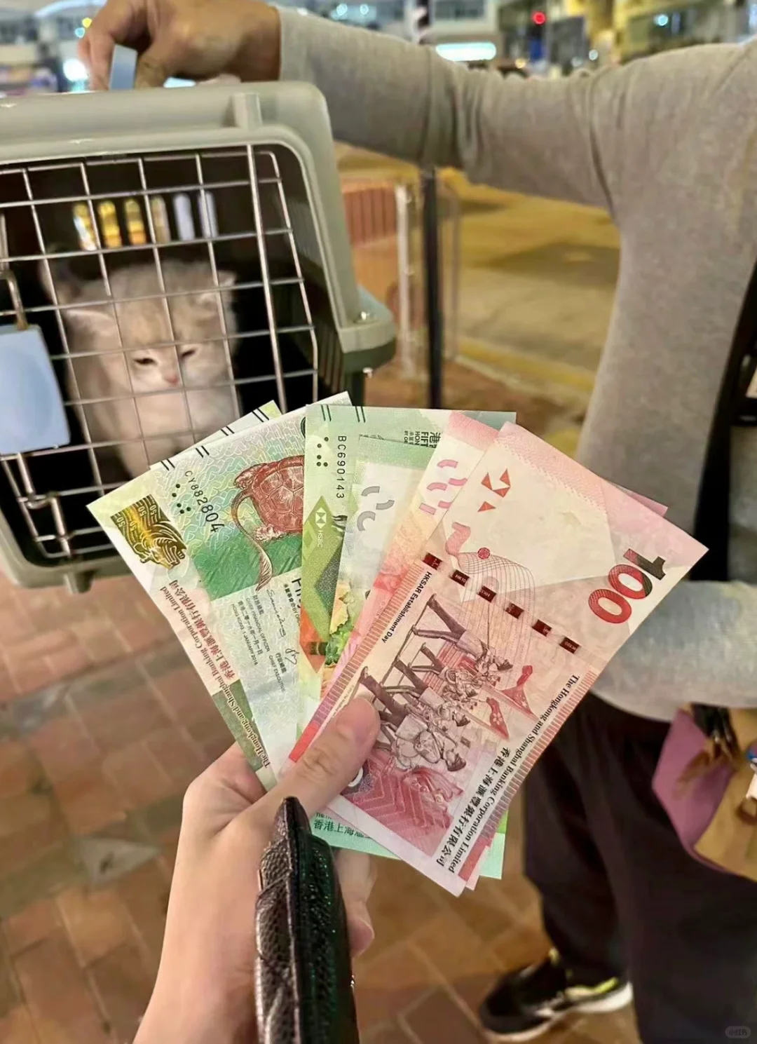 🇭🇰HK買貓💜秋天了 我有貓了