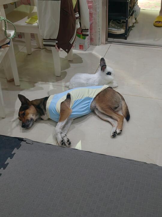 和弟弟贴贴更有安全感吗